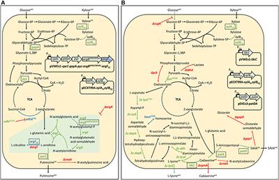 Production of Biopolyamide Precursors 5-Amino Valeric Acid and Putrescine From Rice Straw Hydrolysate by Engineered Corynebacterium glutamicum